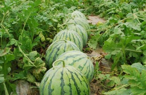 日照网红吃瓜真甜,甜蜜滋味，瓜香四溢