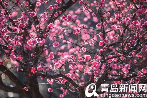 十梅庵今日爆料最新消息,今日最新爆料震撼来袭! 第3张 十梅庵今日爆料最新消息,今日最新爆料震撼来袭! 第3张